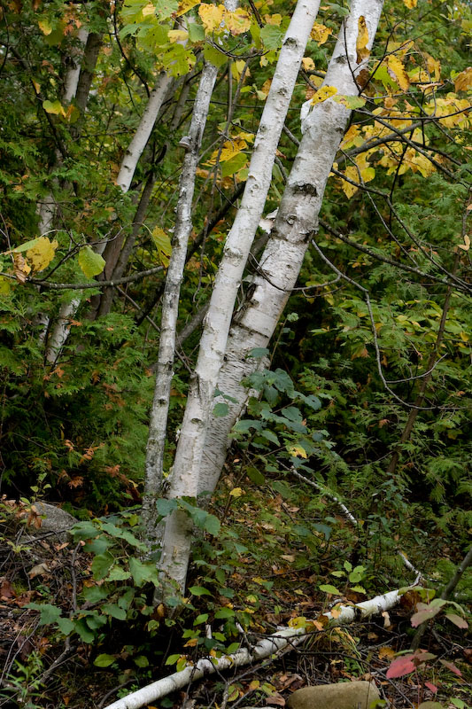 ISO 400; 1/200 sec at f / 4.5; 40 mm by 24.0-70.0 mm