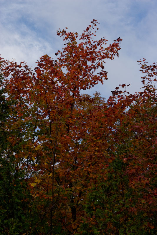 ISO 100; 1/400 sec at f / 8.0; 50 mm by 24.0-70.0 mm