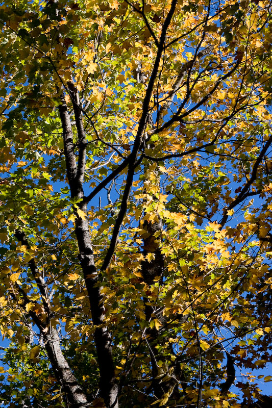 ISO 100; 1/200 sec at f / 5.0; 51 mm by 24.0-70.0 mm