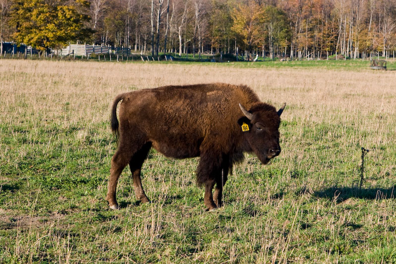 ISO 100; 1/60 sec at f / 8.0; 70 mm by 24.0-70.0 mm