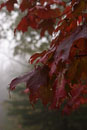 ISO 100; 1/320 sec at f / 5.6; 54 mm by 24.0-70.0 mm