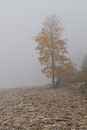 ISO 100; 1/250 sec at f / 8.0; 50 mm by 24.0-70.0 mm