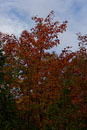 ISO 100; 1/400 sec at f / 8.0; 50 mm by 24.0-70.0 mm