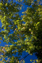 ISO 100; 1/100 sec at f / 5.0; 40 mm by 24.0-70.0 mm