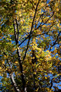 ISO 100; 1/200 sec at f / 5.0; 51 mm by 24.0-70.0 mm