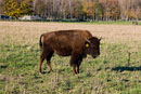 ISO 100; 1/60 sec at f / 8.0; 70 mm by 24.0-70.0 mm