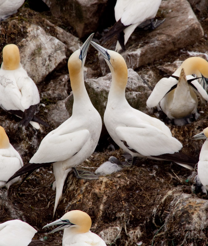 Cape St. Mary <br/><i>Смотрим птиц</i>